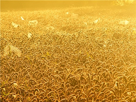 蜘蛛网,金色,小麦