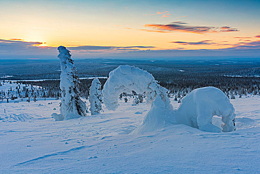 孤单,树,遮盖,雪,国家公园,拉普兰,芬兰,欧洲