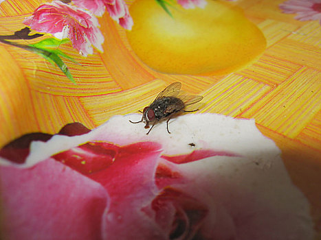 苍蝇,桌布