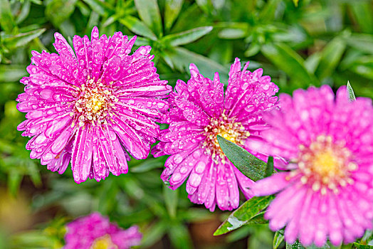 蒲菊,特写,花