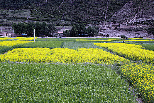 农村,田野,庄稼地,土地,农田,庄稼