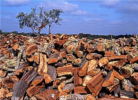 栓皮栎,树皮,区域,葡萄牙,西欧