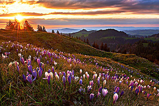 阿尔卑斯草甸,花,藏红花,番红花属,高山,风景,伯尔尼,瑞士,欧洲