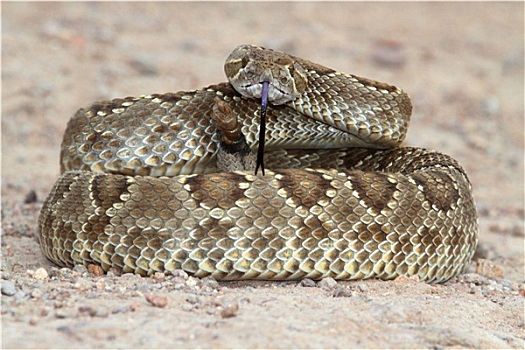 莫哈韦沙漠,响尾蛇,响尾蛇属