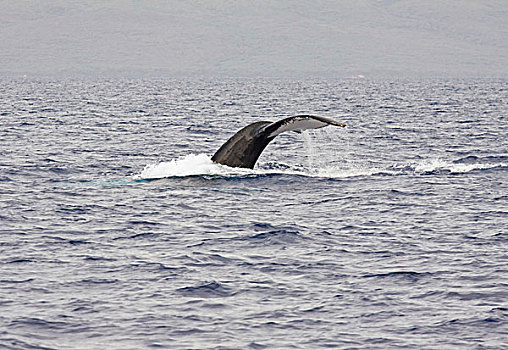 尾部,鲸尾叶突,驼背鲸,西部,海岸,毛伊岛,夏威夷