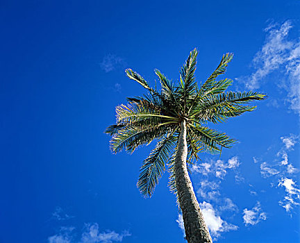 棕榈树,蓝天,瓜德罗普,法国,西印度群岛