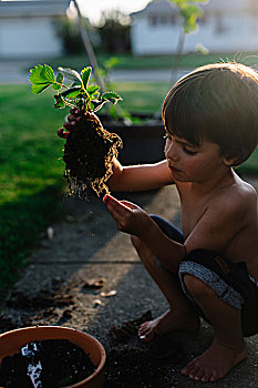 敞胸,男孩,棕发,蹲,花园,拿着,草莓植物,块,土地