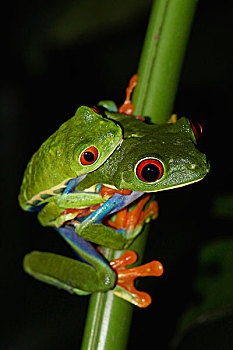 红眼树蛙,哥斯达黎加