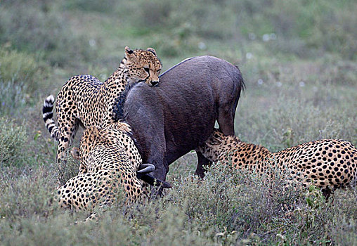 坦桑尼亚,印度豹,杀戮,角马