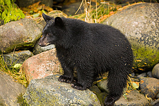 黑熊,美洲黑熊,幼兽,等待,三文鱼,河流,堤岸,温哥华岛,不列颠哥伦比亚省,加拿大