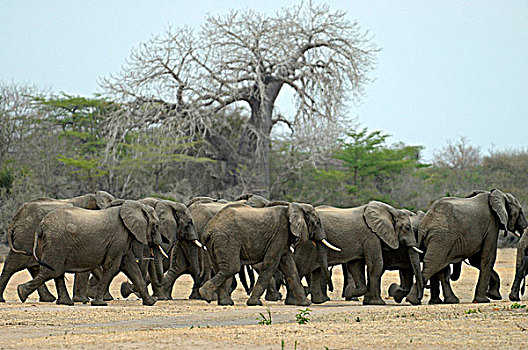 坦桑尼亚,禁猎区,大象