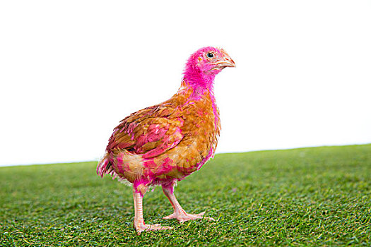 鸡,幼禽,母鸡,粉色,涂绘,草皮,草,白色背景