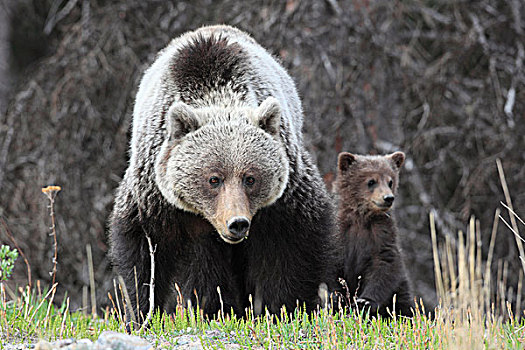 大灰熊,母熊,幼兽