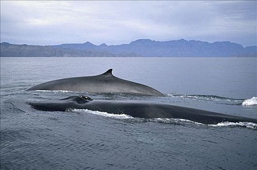 鳍鲸,长须鲸,成年,平面,冬天,喂食,地面,科特兹海,北下加利福尼亚州,墨西哥
