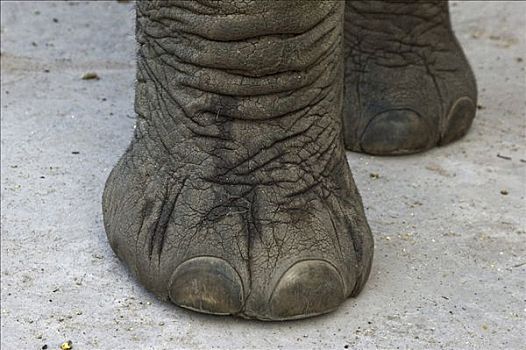 大象,非洲象,脚,南非