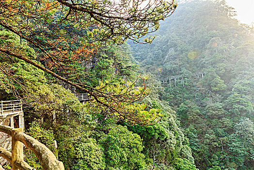 日出中江西井冈山松树