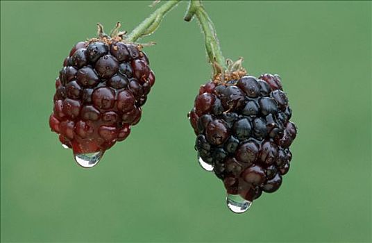 黑莓,雨滴,北莱茵威斯特伐利亚,德国