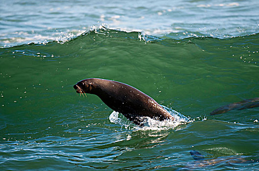 岬角毛海豹,生物群,毛海狮,骷髅海岸,国家公园,纳米比亚