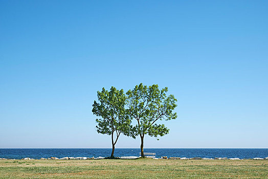 两个,树,长椅,波罗的海,海岸,萨斯尼茨,岛屿,梅克伦堡前波莫瑞州,德国,欧洲