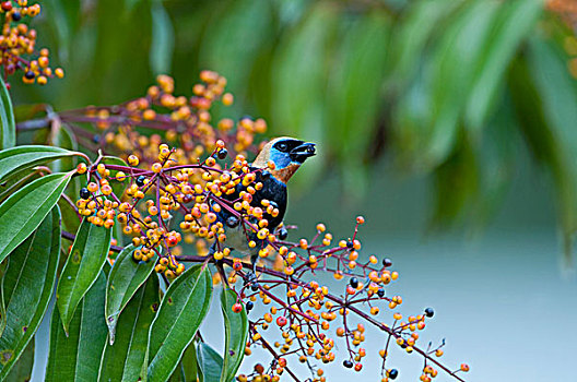 唐纳雀,雄性,哥斯达黎加,中美洲