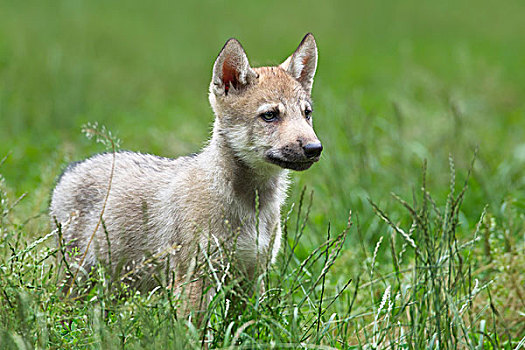 大灰狼,幼兽,狼,非洲野犬属,禁猎区,巴伐利亚,德国