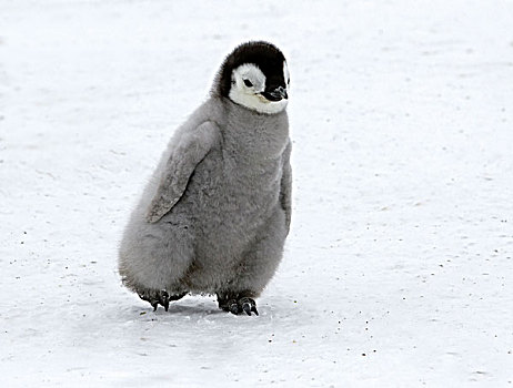 帝企鹅,幼禽,走,南极
