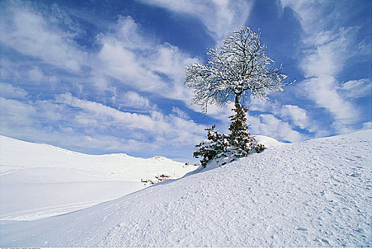 孤木,冬天,景色,意大利