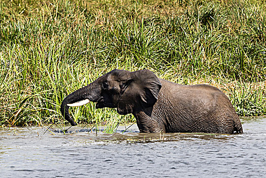 非洲象,浴,瀑布,国家公园,乌干达,非洲
