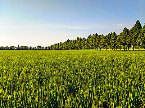 田园乡村,老汪湖,农村农业