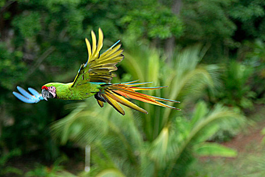 军事,绿色,金刚鹦鹉,成年,飞行,洪都拉斯,加勒比
