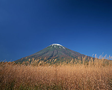 山,柳树