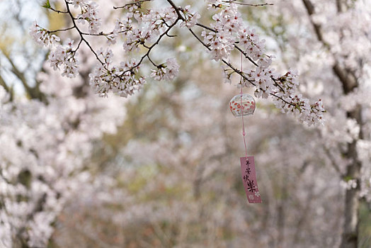 鼋头渚,樱花