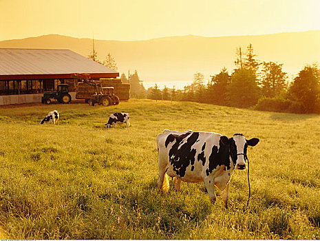 乳业,母牛,放牧,地点