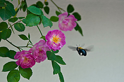 蔷薇与蜜蜂