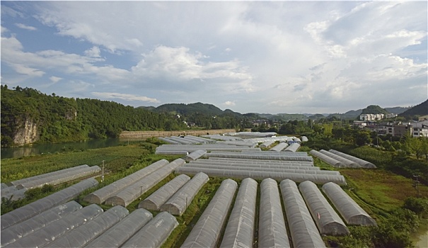 農(nóng)場里的蔬菜大棚