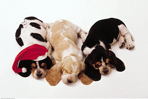 三个,巴塞特猎犬,小狗,睡觉,一个,戴着,圣诞帽