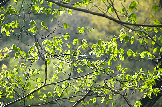 明亮光线环境中植物的绿色枝叶