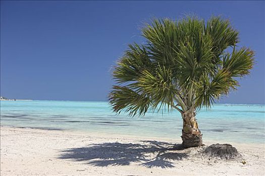 棕榈树,海滩,靠近,蓬塔卡纳,多米尼加共和国,加勒比海