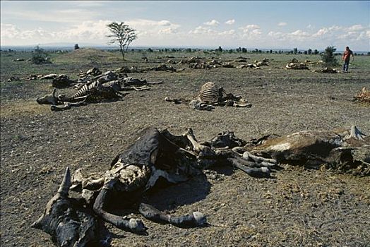 家牛,死,饥饿,干旱,河,肯尼亚