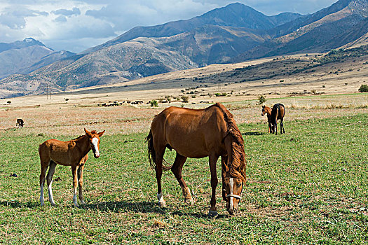 母马,小马,国家公园,南,区域,哈萨克斯坦,亚洲