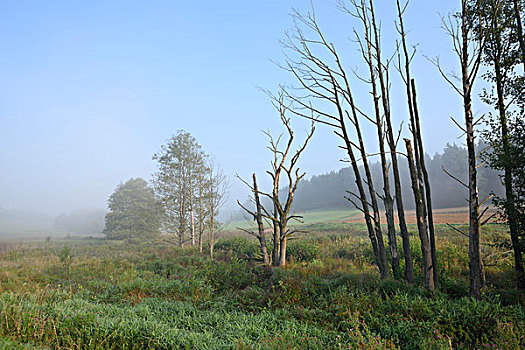 风景,荒野,黑色,桤木,普通赤杨,山谷