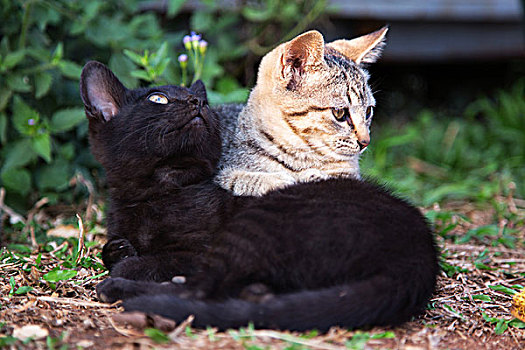 两只猫依偎晒太阳