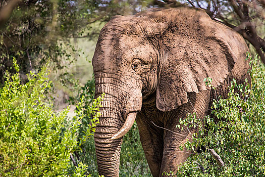 巨大,非洲象,雄性动物,塔兰吉雷国家公园,坦桑尼亚
