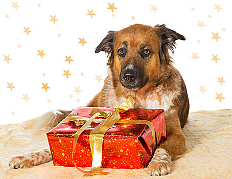 狗,装饰,圣诞礼物