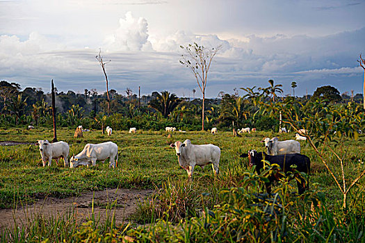 牛,草场,区域,亚马逊雨林,巴西,南美