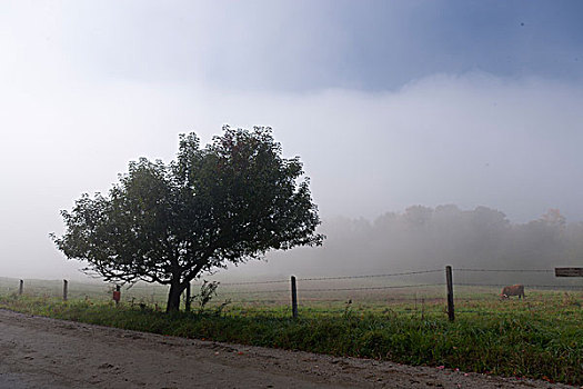 美国,佛蒙特州,土路,雾,孤树