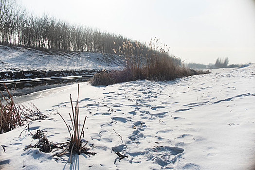 雪地风景