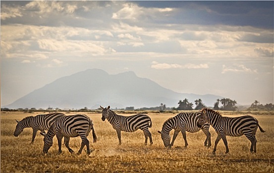 斑马,牧群,安伯塞利国家公园,肯尼亚