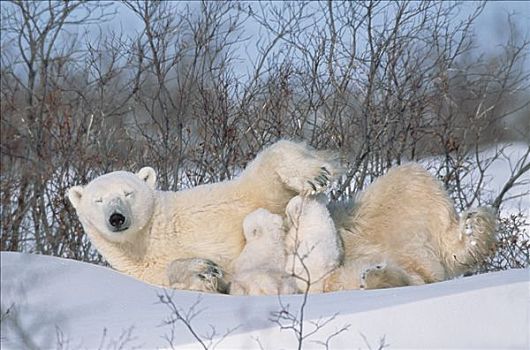 北极熊,母兽,哺乳,三个,老,幼兽,瓦普斯克国家公园,曼尼托巴,加拿大