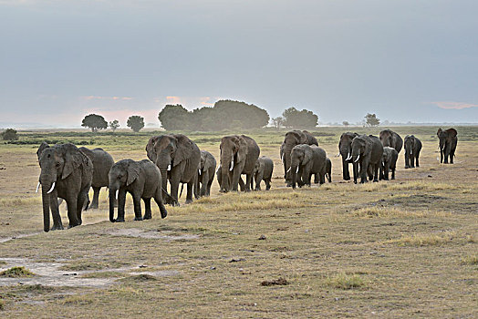 牧群,非洲,灌木,大象,非洲象,安伯塞利国家公园,裂谷省,肯尼亚